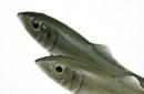 Old Japanese Kutani Studio Fish Ayu Figurine