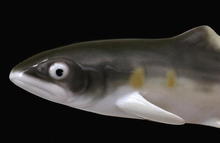 Old Japanese Kutani Fish Figurine Figure Sg