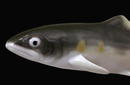 Old Japanese Kutani Fish Figurine Figure Sg