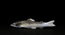 Old Japanese Kutani Fish Figurine Figure Sg