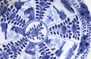 Old Chinese Export Blue & White Plate Mk