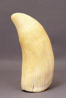 Vintage Eskimo Whale Tooth Scrimshaw