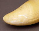 Vintage Eskimo Whale Tooth Scrimshaw