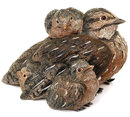 Vienna Austrian Bronze Cold Painted Sculpture Bird Group