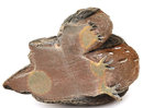 Vienna Austrian Bronze Cold Painted Sculpture Bird Group