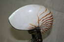 Bronze Nautilus Shell Mermaid Lamp