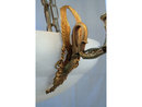 Empire Swan's Heads Alabaster Dore Chandelier Lighting