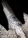 Silver Plate Pheasant Bird Set, 1850-1870