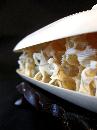 Ivory Clam Shell Carving, Incredible Detail