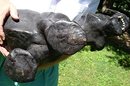 VINTAGE LEATHER ANIMAL/BLACK PANTHER SCULPTURE 35