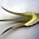 Square Twist Lettuce Fork Whiting Sterling