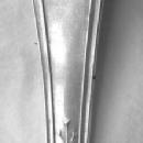 Corinthian Gorham Sterling Berry Spoon engraved bowl
