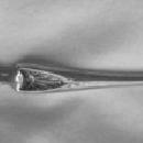 Corinthian Gorham Sterling butter knife engraved blade