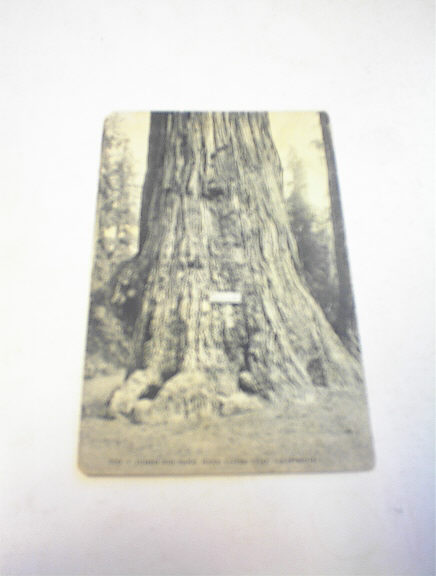 1910's Jumbo Big Tree,Near Santa Cruz,Cali