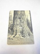 1910's Jumbo Big Tree,Near Santa Cruz,Cali