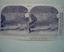 1970 Repro Stereo View Cards 1800-1900s-Man On Nails!