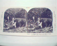1970 Repro 1800-1900s-Struggle with Wild Bear in Photo!