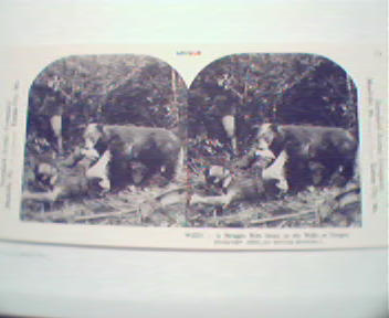 1970 Repro 1800-1900s-Struggle with Wild Bear in Photo!