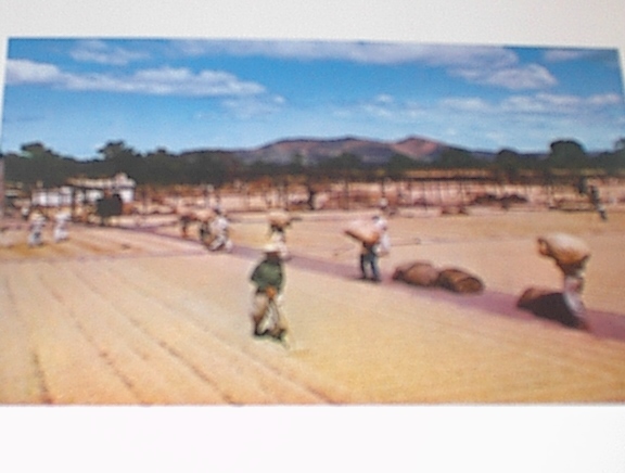 1960 Cleaning & drying Fresh Coffee,El Salvad