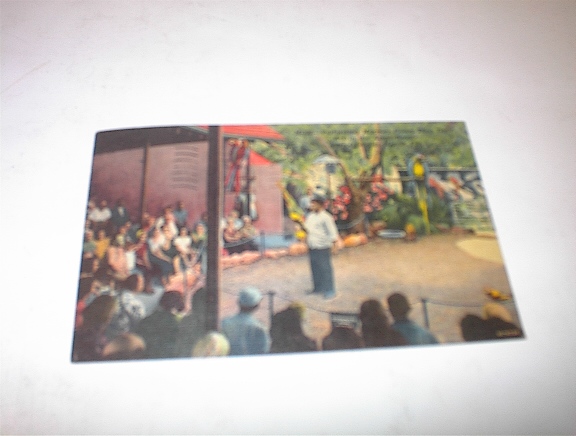 1957 Performing Macaws Act Parrot Jungle,Fla