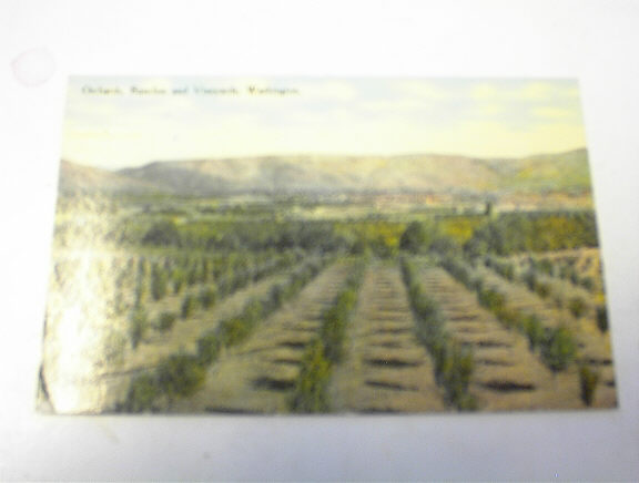 Orchards,Ranches and Vineyards,Wash,1900's