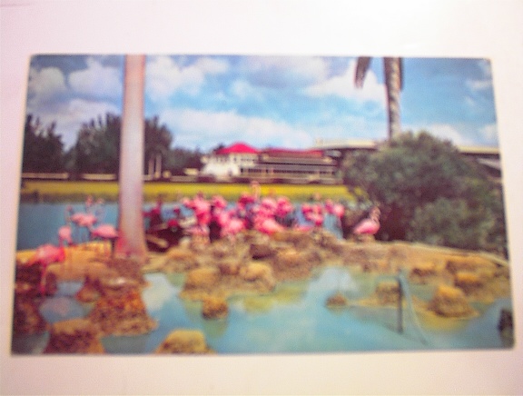 Flamingos At Hialeah Racetrack in Florida