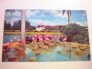 Flamingos At Hialeah Racetrack in Florida