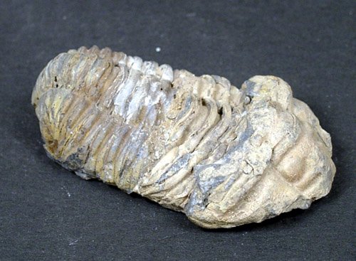 LARGE TRILOBYTE / TRILOBITE FROM MORROCO