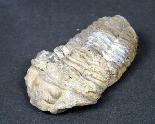 LARGE TRILOBYTE / TRILOBITE FROM MORROCO