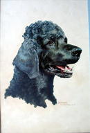 SUPERB KATHLEEN FITZGERALD OIL PAINTING OF BLACK POODLE