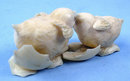 Spectacular Ivory Carving of Two Chicks Amazing Detail