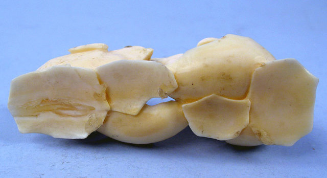 Spectacular Ivory Carving of Two Chicks Amazing Detail