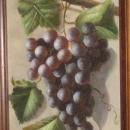 Jean Laurent (1898-1988) French Grape Still Life Oil on Panel