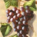 Jean Laurent (1898-1988) French Grape Still Life Oil on Panel