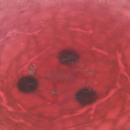 Antique Loetz Chine Décor Salmon Red Centerpiece Bowl