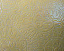 Pair of Chinese Famille Jaune Porcelain Table Lamps