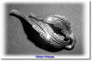Vintage English Silver & Marcasite Scroll Brooch 1957