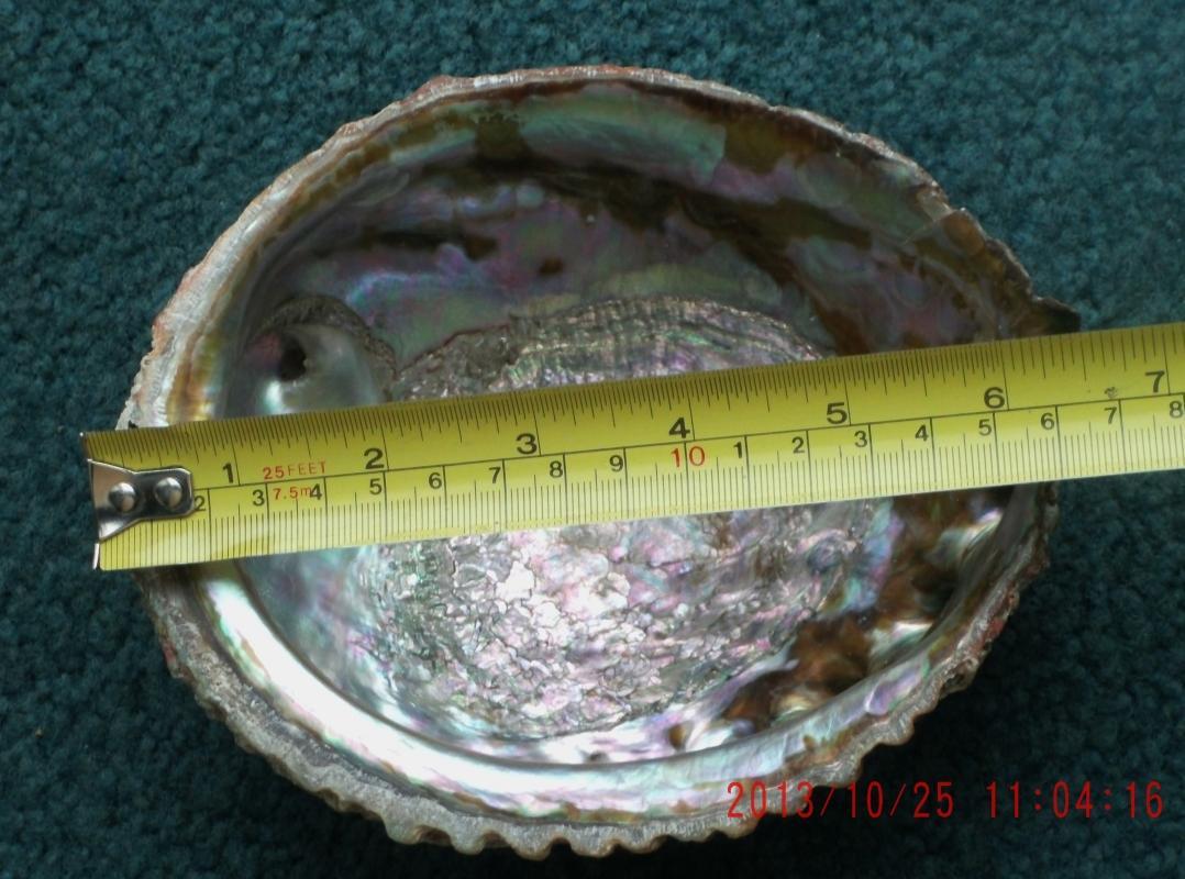 North American Native ART Very Finely Woven BASKETRY over Abalone Shell_ Lucy Paviao Kluky _ Nootka tribe + LARGE Abolone Shell