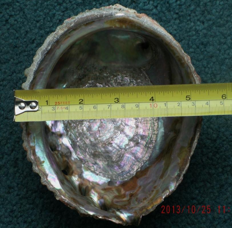 North American Native ART Very Finely Woven BASKETRY over Abalone Shell_ Lucy Paviao Kluky _ Nootka tribe + LARGE Abolone Shell