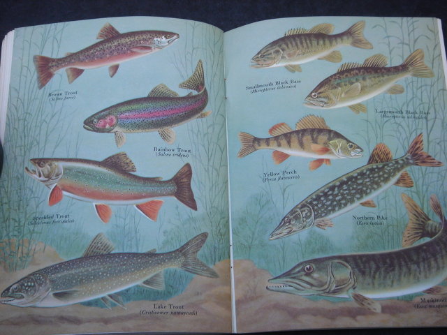 RARE FIND Our First Ever to Have In Stock__40 BEAUTIFUL PAGES of Sports FISHING Memories ADVERTISING COLLECTIBLE in this SPORTSMAN Guide from the cigarette company, 1961 B.C. Fishing Guide, 2 Fishing theme Antique Stereoview Cards