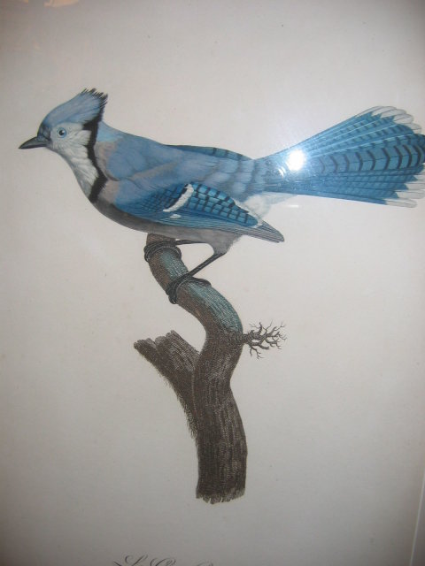 Original Jacques Barraband - colored engraving