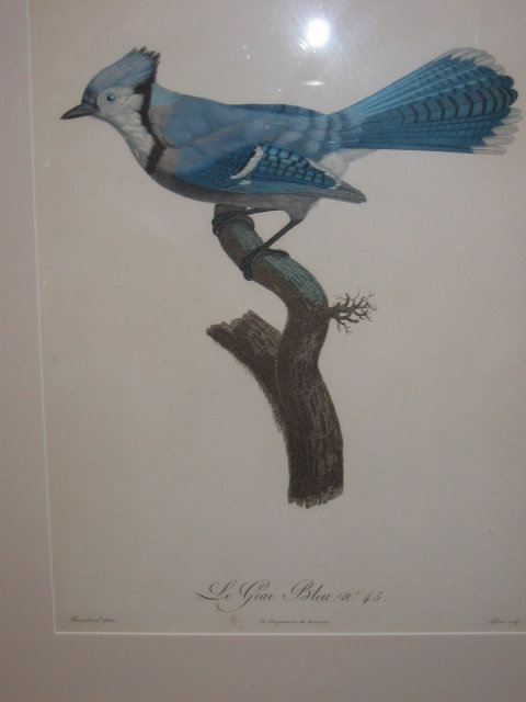 Original Jacques Barraband - colored engraving
