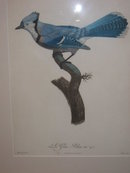 Original Jacques Barraband - colored engraving