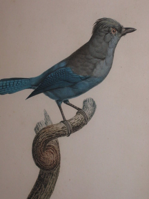 Original Jacques Barraband Bird Engraving