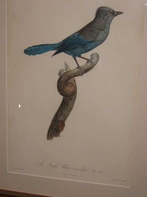 Original Jacques Barraband Bird Engraving