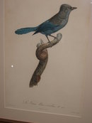 Original Jacques Barraband Bird Engraving