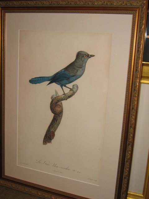 Original Jacques Barraband Bird Engraving