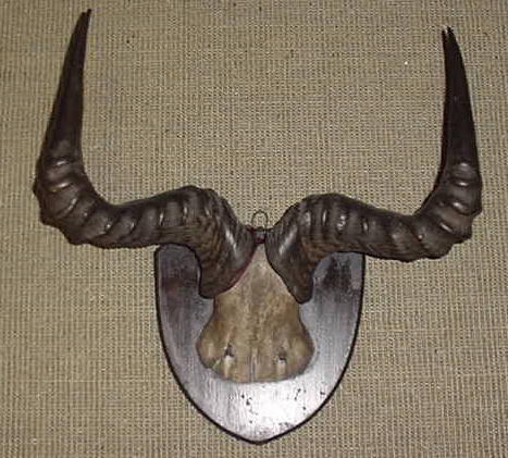 Victorian Horn Rack