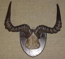 Victorian Horn Rack