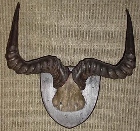 Victorian Horn Rack